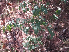 Berberis swaseyi