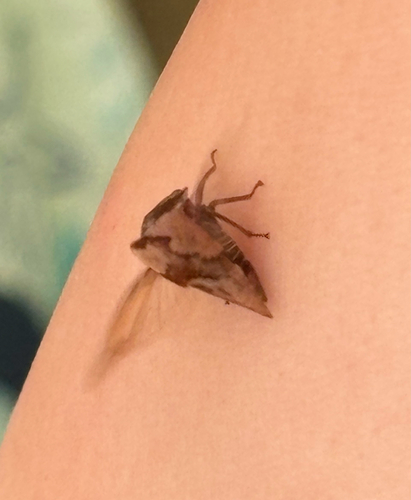 Virginia Creeper Treehopper photo 2