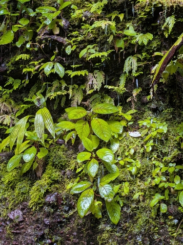 Chrysothemis melittifolia, photograph 3