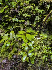 Chrysothemis melittifolia, photograph (c) Guillaume Delaitre, some rights reserved (CC BY)