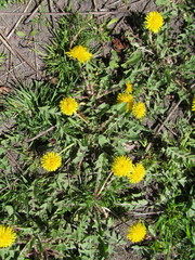 Taraxacum officinale