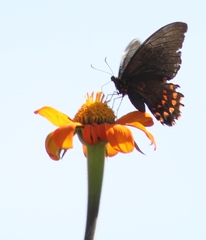 Heraclides rogeri pharnaces