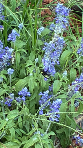 American Bumble Bee