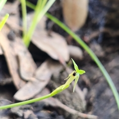 Miersia chilensis
