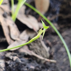 Miersia chilensis, photograph author not stated, no rights reserved