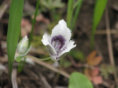 Calochortus elegans