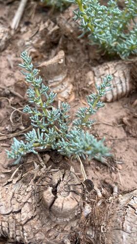 Halogeton sativus