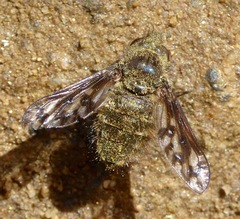 Conophorus