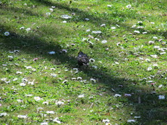 Sturnus vulgaris