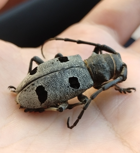 Morimus funereus