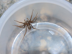 Pardosa