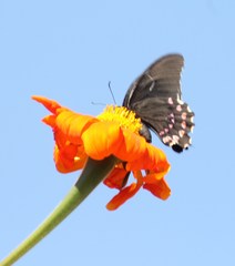 Heraclides rogeri pharnaces
