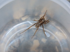 Pardosa