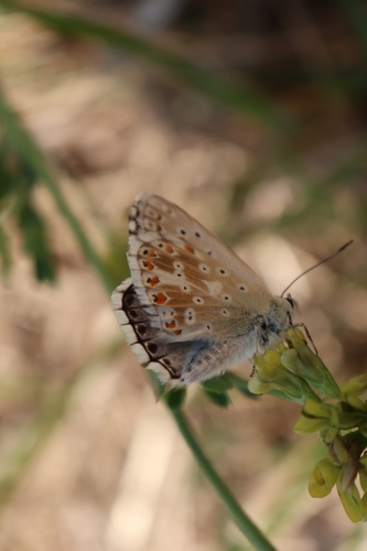 Chalkhill Blue