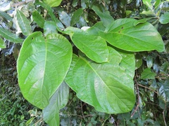 Mondia whitei