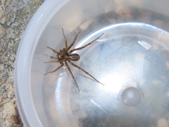 Pardosa