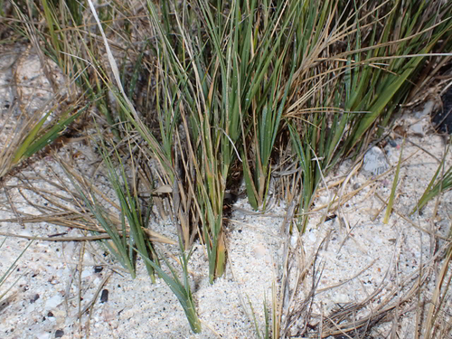 Sporobolus virginicus, 2026-08-08