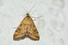 Pyrausta subsequalis