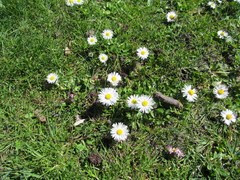 Bellis perennis