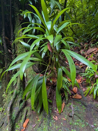 Asplundia rigida, photograph 3