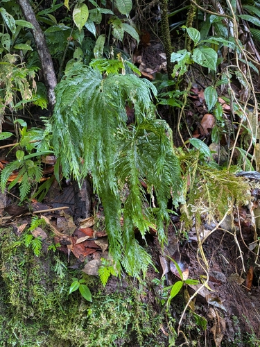 Selaginella flabellata, photograph 6