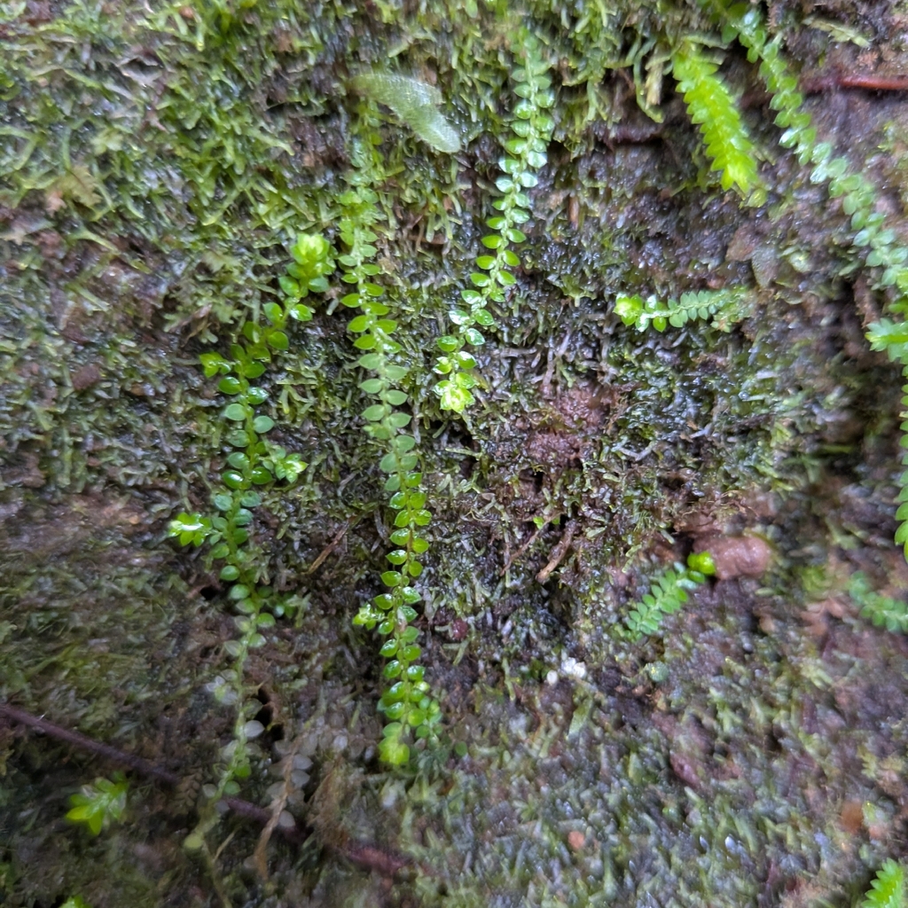 Selaginella rotundifolia; photograph (c) Guillaume Delaitre, some rights reserved (CC BY)