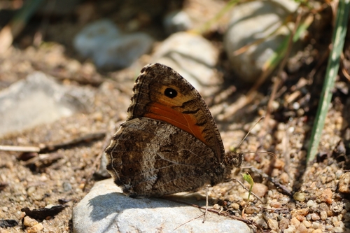 False Grayling