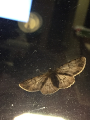 Blepharomastix ranalis