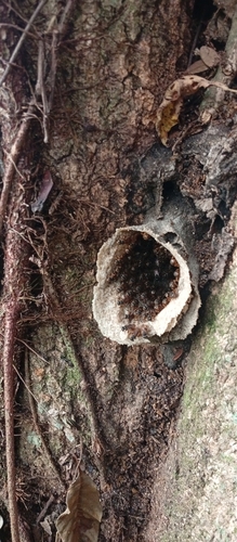 Brazilian Robust-Stingless bee