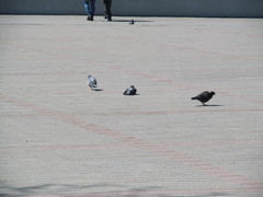 Columba livia domestica