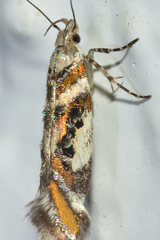 Aristotelia elegantella