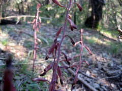 Bletia nitida