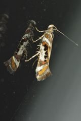 Aristotelia elegantella