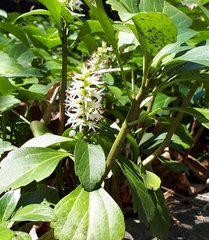 Pachysandra