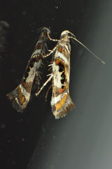 Aristotelia elegantella