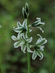 Ornithogalum boucheanum