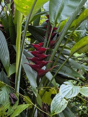 Heliconia caribaea, photograph (c) Guillaume Delaitre, some rights reserved (CC BY)