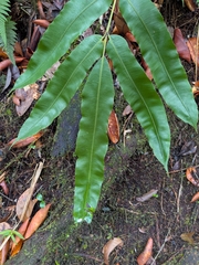 Salpichlaena volubilis