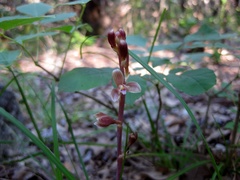 Bletia nitida