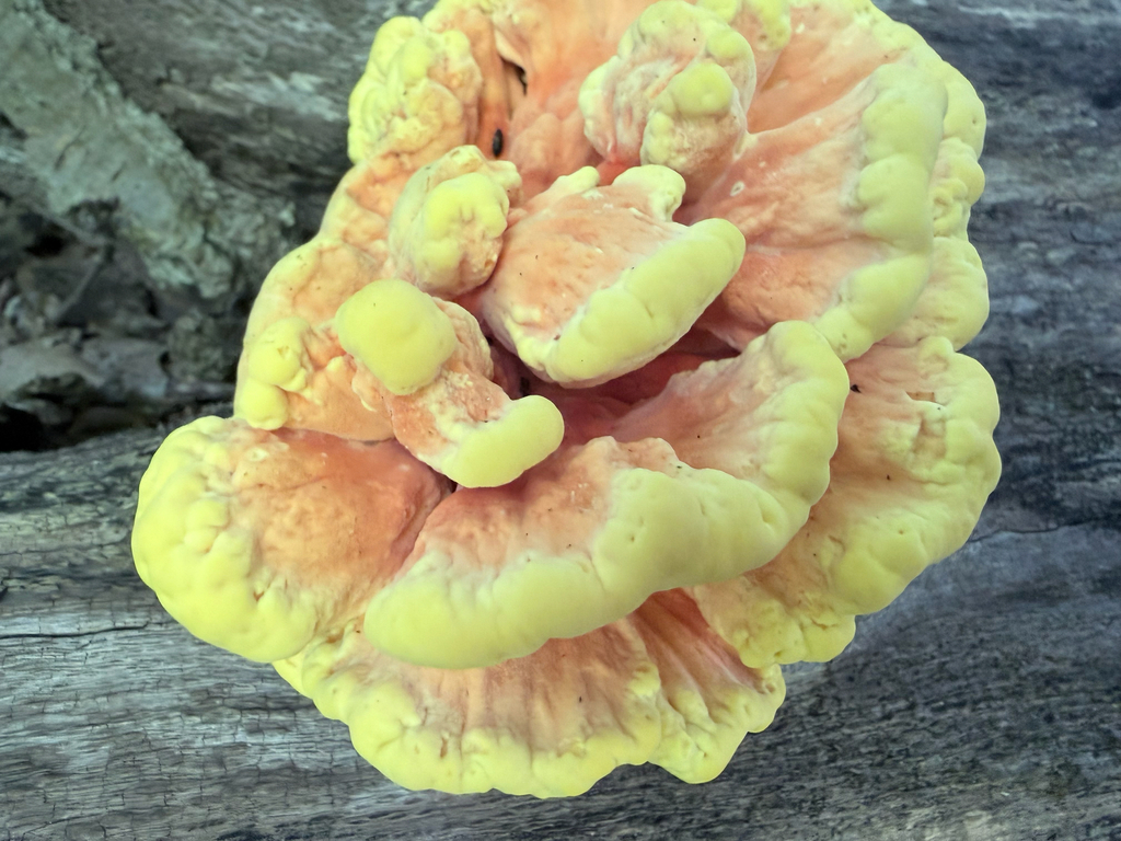 chicken of the woods · August 2026 · photo: Photo: (c) Erica Tava Johnson, some rights reserved (CC BY) · iNaturalist