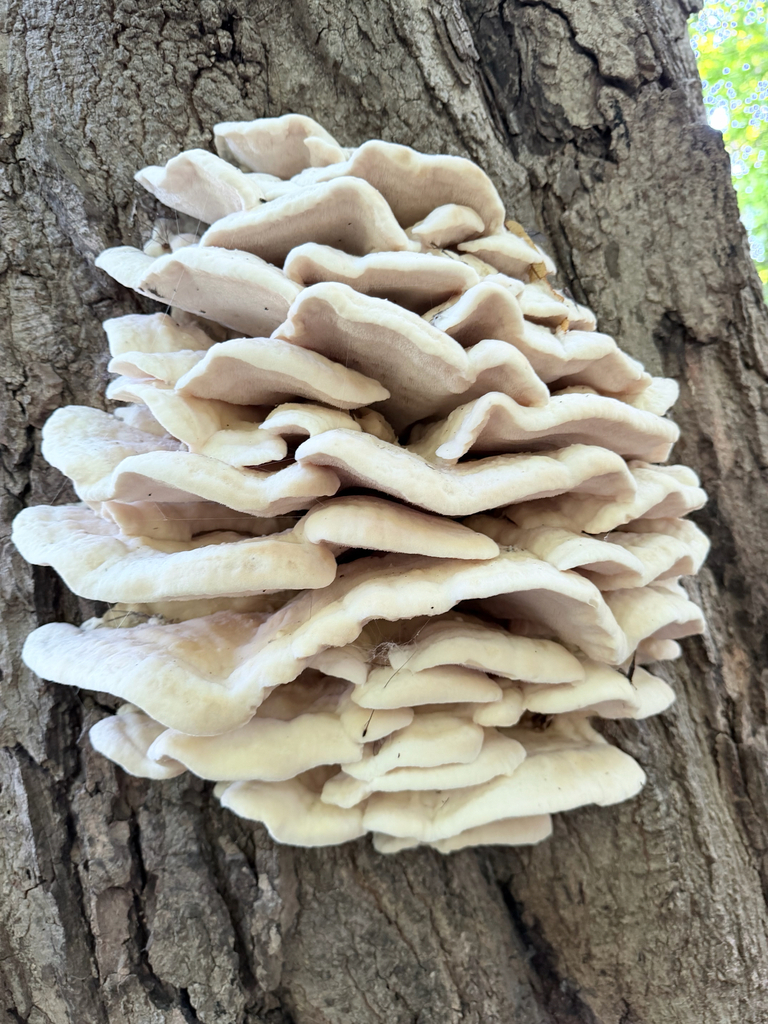 Northern Tooth · August 2026 · photo: Photo: (c) Erica Tava Johnson, some rights reserved (CC BY) · iNaturalist