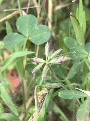 Trifolium bifidum decipiens