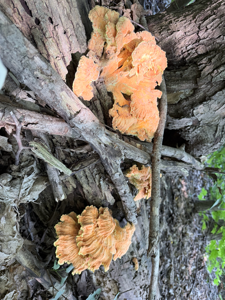chicken of the woods · August 2026 · photo: Photo: (c) Erica Tava Johnson, some rights reserved (CC BY) · iNaturalist