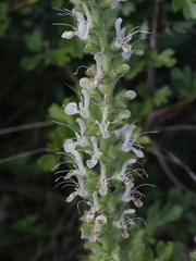 Salvia austriaca