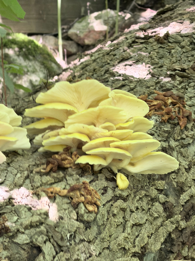 Golden Oyster Mushroom · August 2026 · photo: Photo: (c) Erica Tava Johnson, some rights reserved (CC BY) · iNaturalist