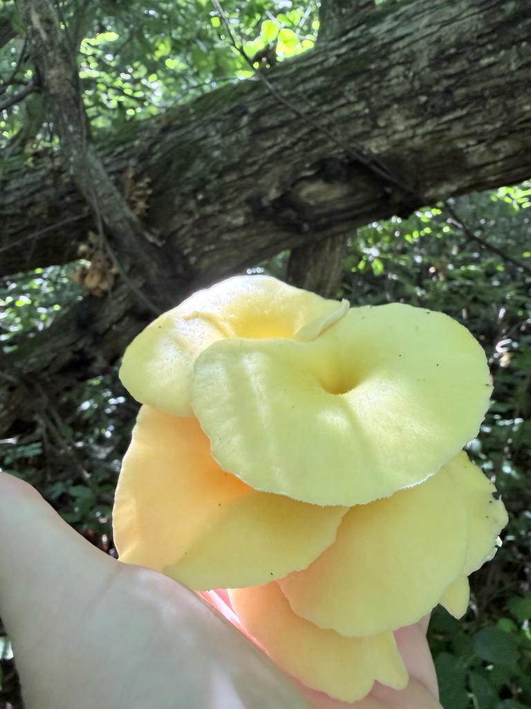 Golden Oyster Mushroom · August 2026 · photo: Photo: (c) Erica Tava Johnson, some rights reserved (CC BY) · iNaturalist