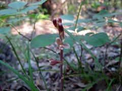 Bletia nitida