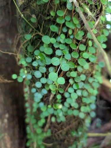 Peperomia emarginella, photograph 2