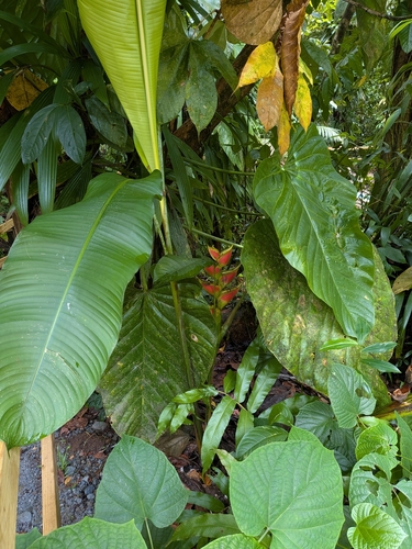 Heliconia wagneriana, photograph 2