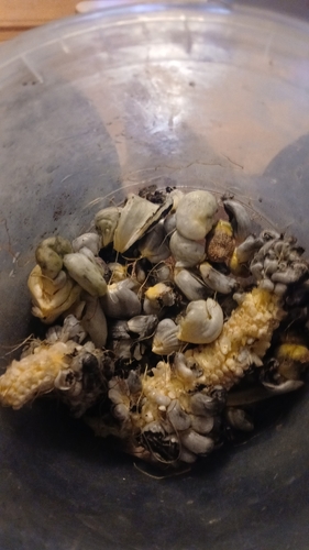 Corn Smut